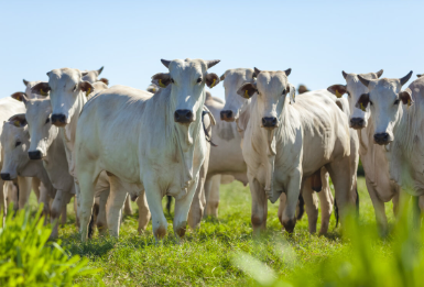 Mais de 790 milhões de animais foram movimentados em 2023 no Mato Grosso, aponta Indea